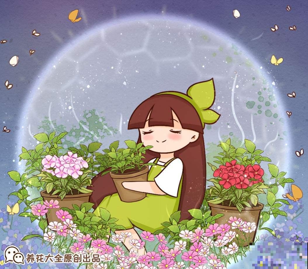 解决这3点，长春花不再黄叶落叶，冬天也能花开不断！