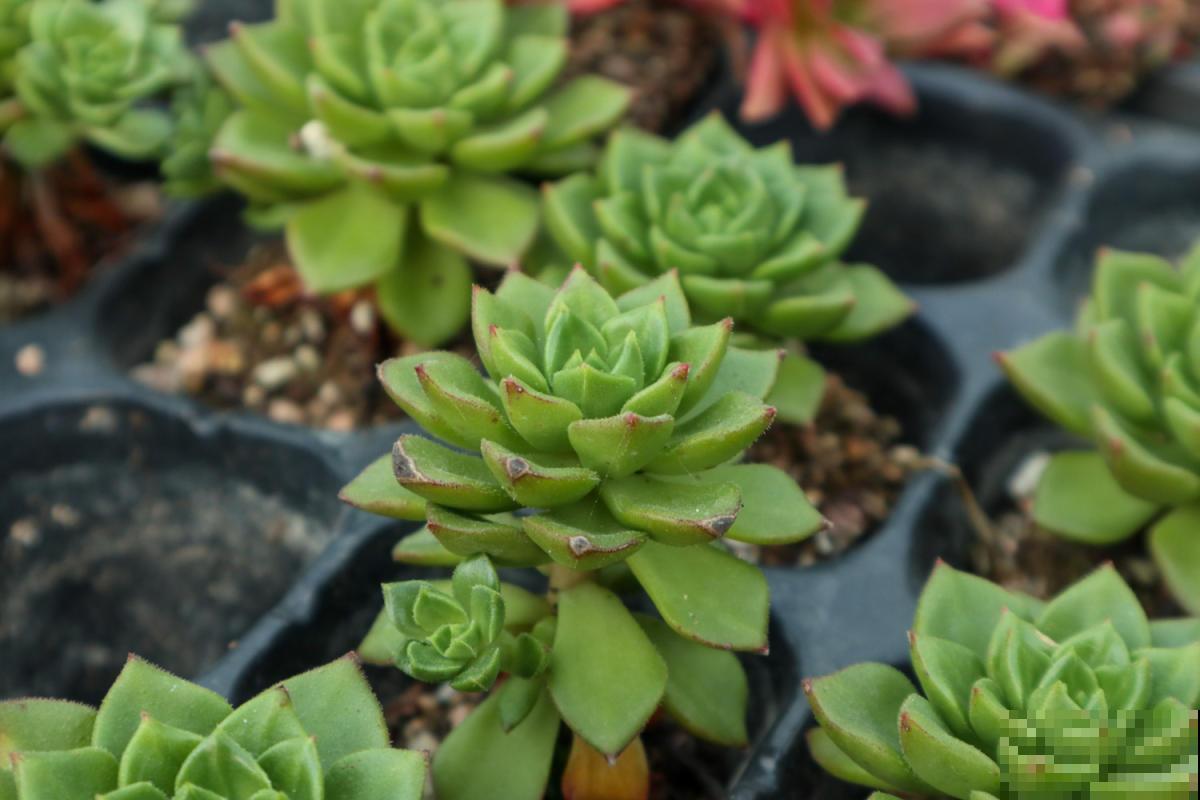 多肉养不活？学会这4招，个个都是“巨无霸”