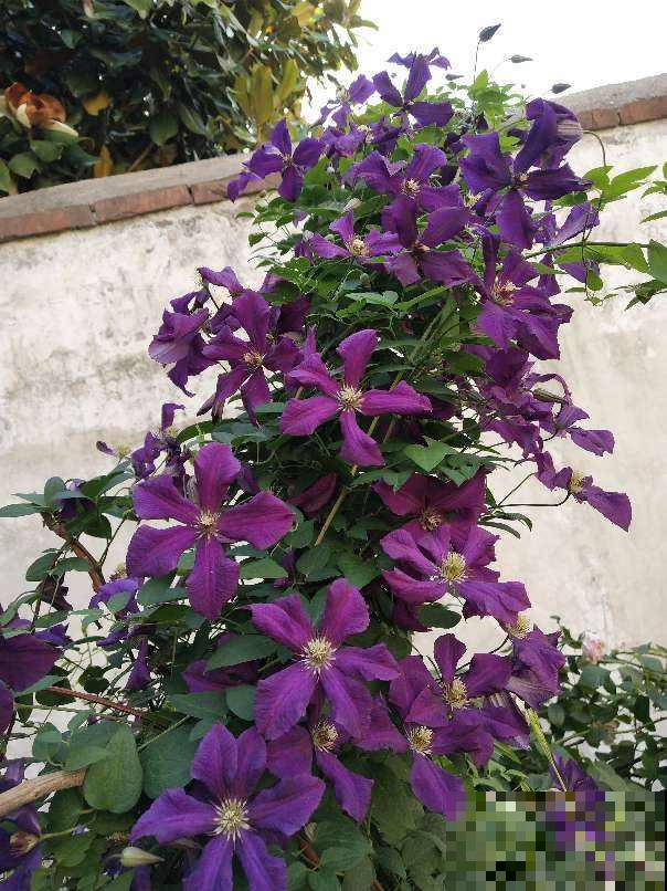 大门口种这5种花，开花成片，宛如花海，邻居都眼馋