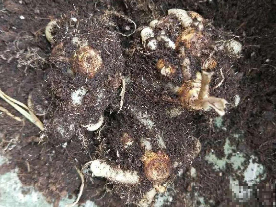 生姜埋门口,竟然开花了,花期还超长! 生姜埋门口,竟然开花了,花期还超长!