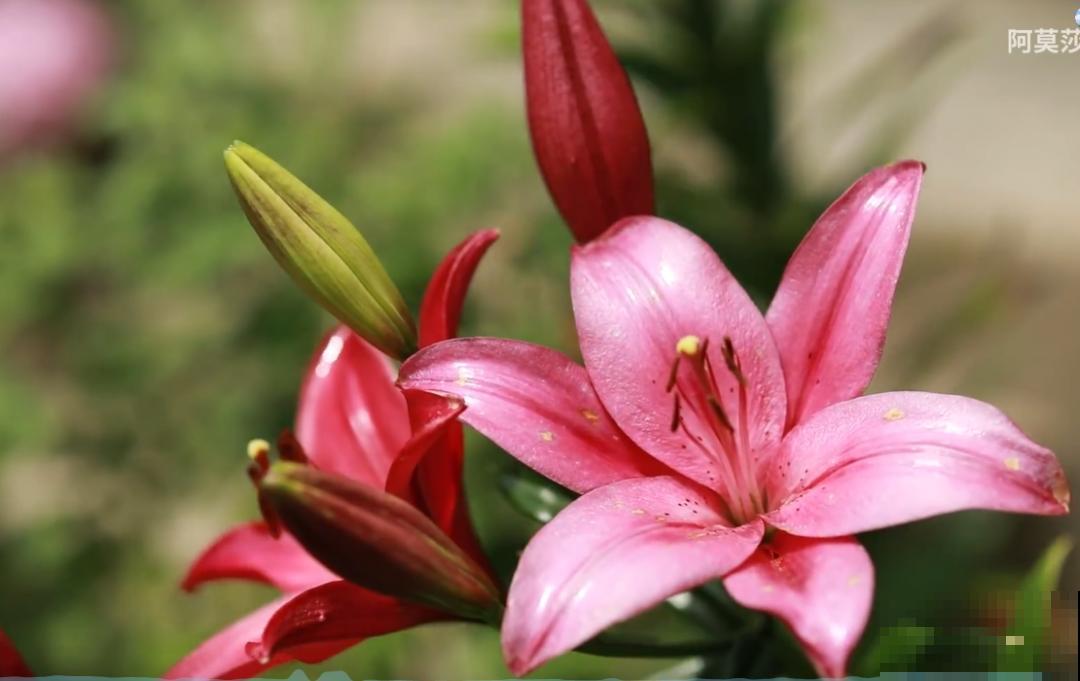 3年的时间，老院子变成大花园，过上塔莎奶奶一样的日子！