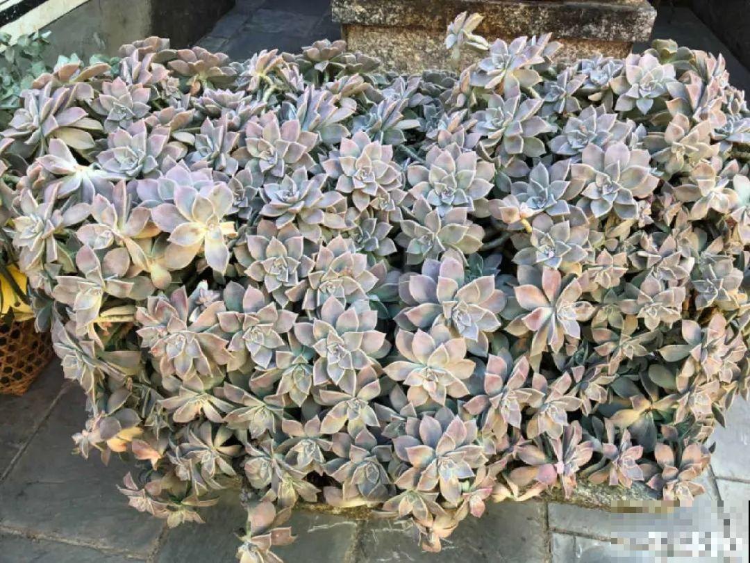 山上的尼姑庵,只养花不烧香,看完想出家 山上的尼姑庵,只养花不烧香,看完想出家