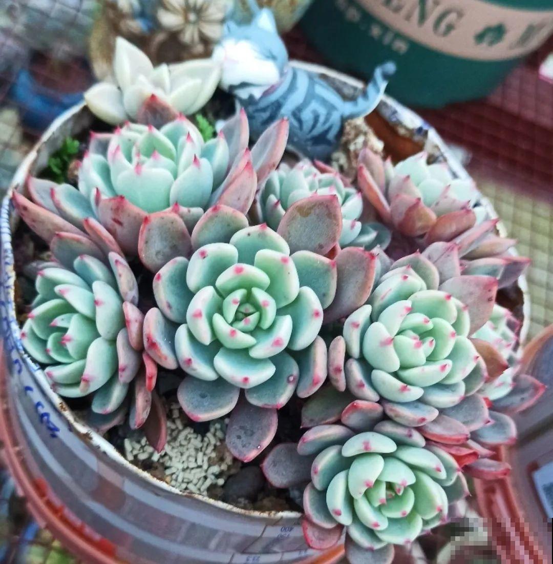 多肉养在大盆里,就是豪横霸气,棵棵大得像白菜 多肉养在大盆里,就是豪横霸气,棵棵大得像白菜