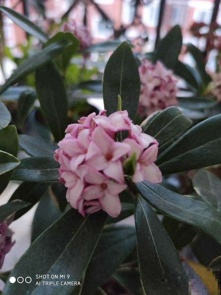 怎样用磷酸二氢钾，才能让植物爆开花？记住3点太重要！