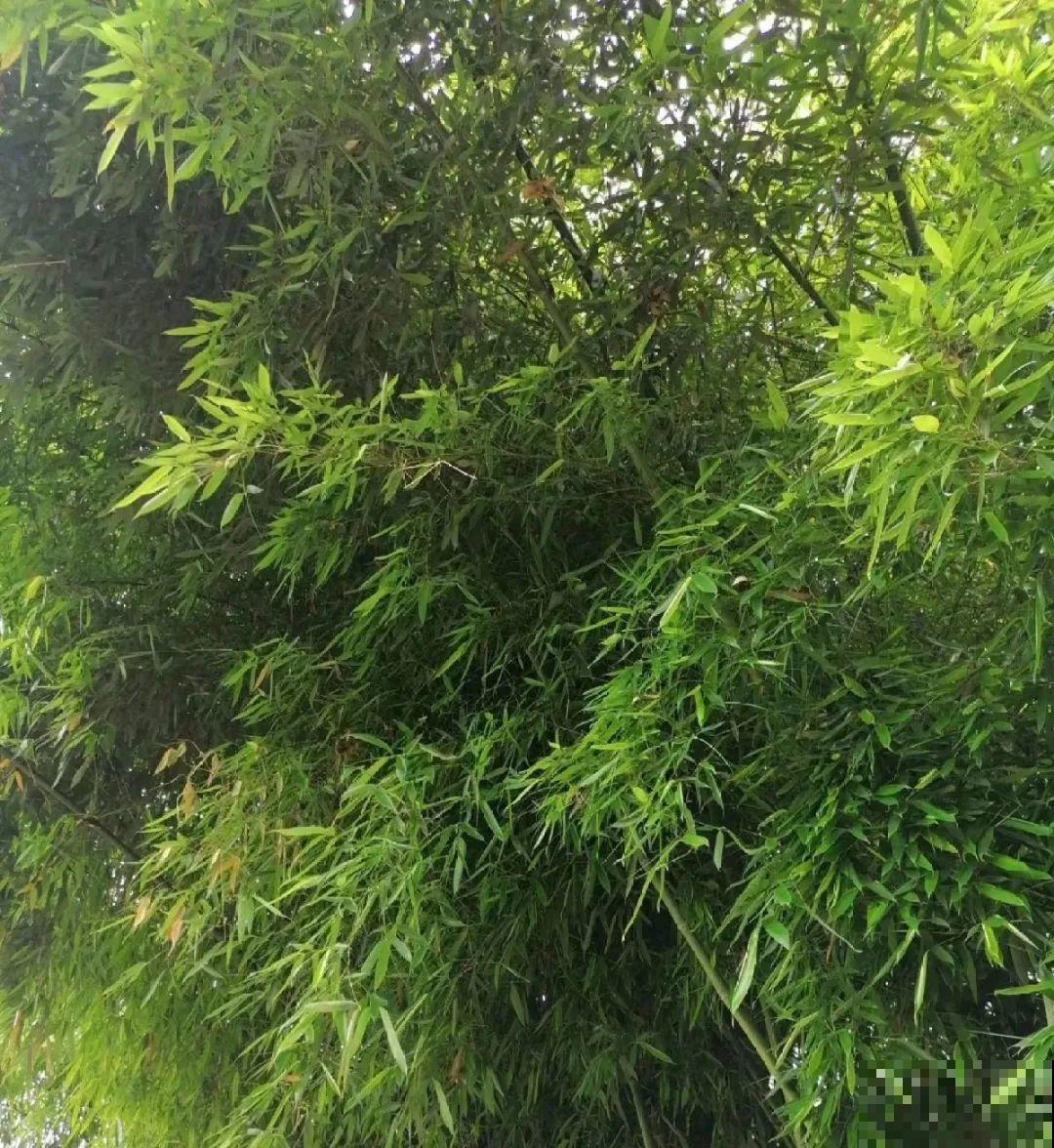 5种花就是一次性，开完花就扔，别浪费时间！