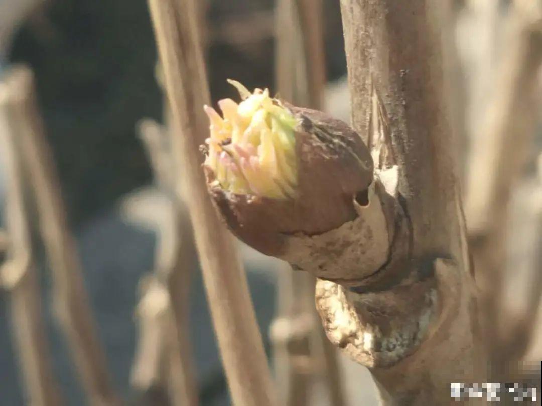 家里有这9种花,一定要冻一个月,才能开花更好看 家里有这9种花,一定要冻一个月,才能开花更好看