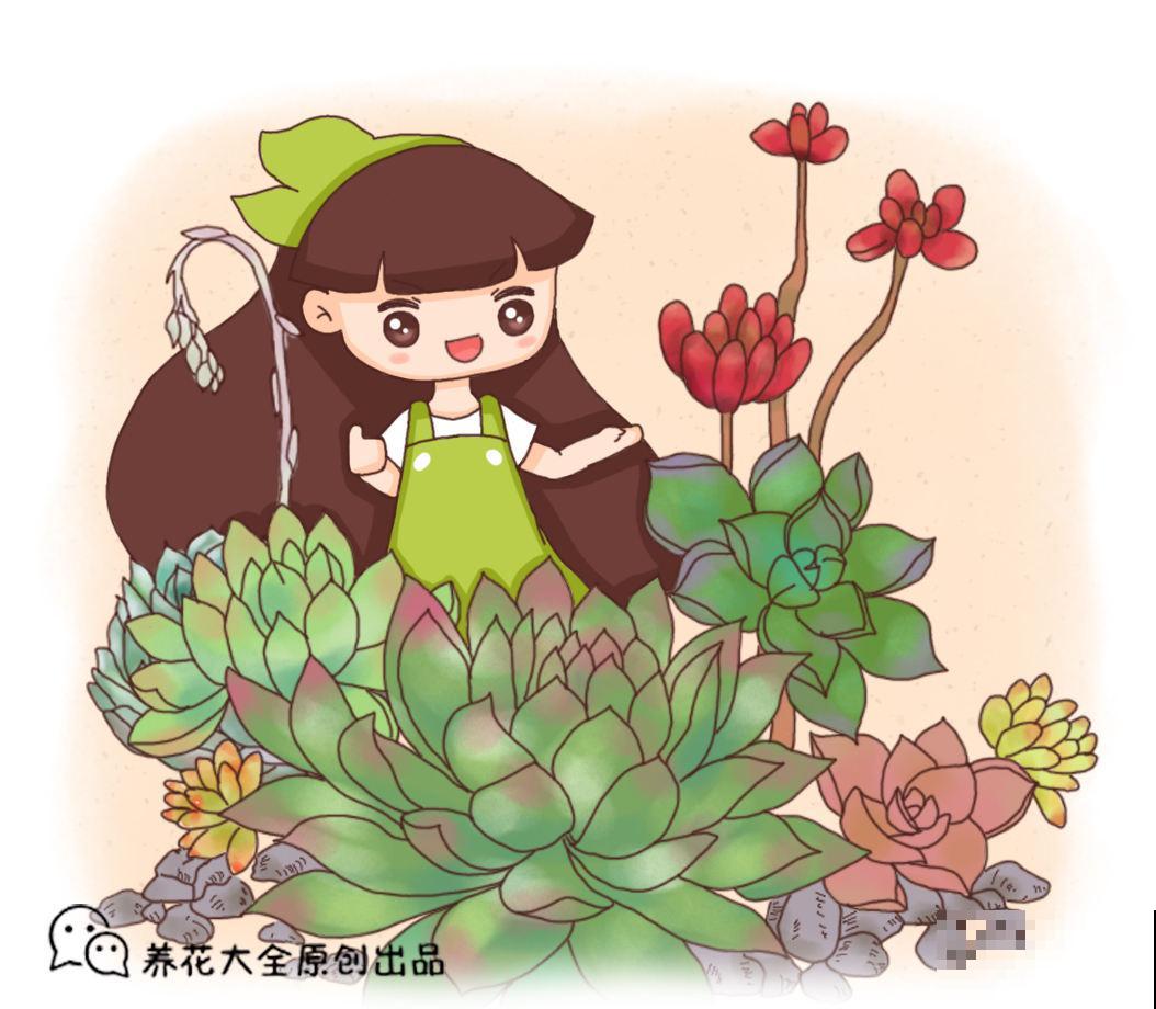 不知道养什么多肉？适合懒人养护的雅乐之舞，观赏价值非常高！