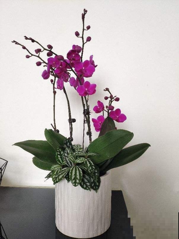 3种花天生“娇气”，冬天难养好，室内条件不好就别养