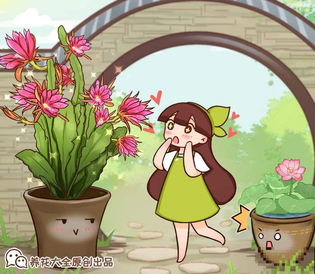 不会养令箭荷花？掌握3个小技巧，花朵又大又鲜艳！