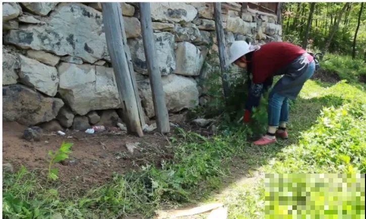 3年的时间，老院子变成大花园，过上塔莎奶奶一样的日子！