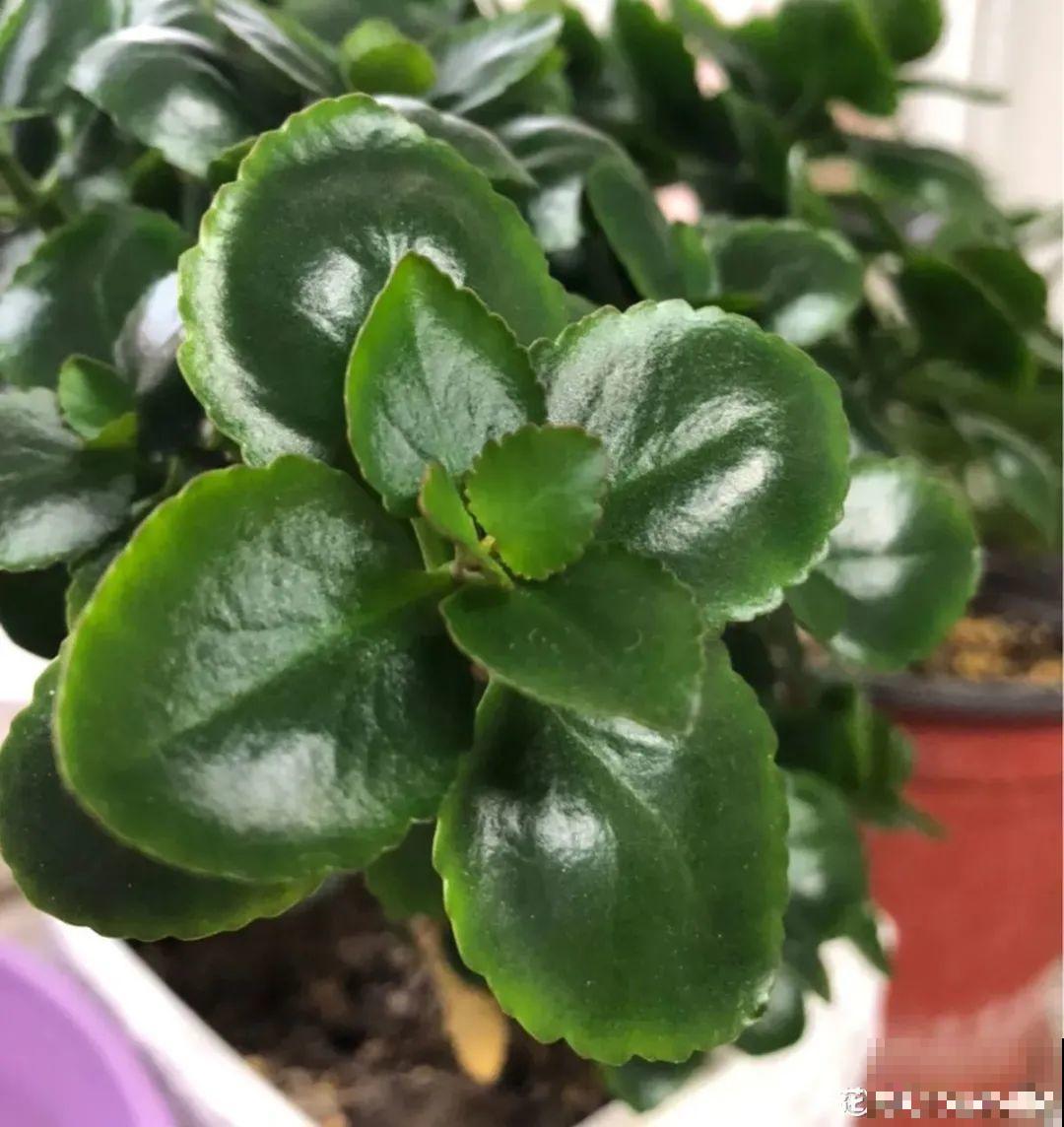 长寿花超全大养护，养爆盆的秘密，全在这里！