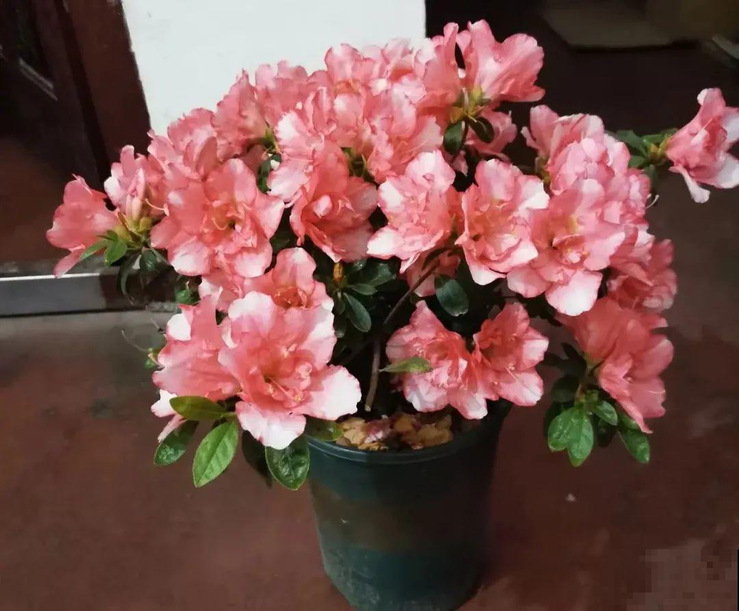 9种娇气花，冬天不要买回家，太难养活了！