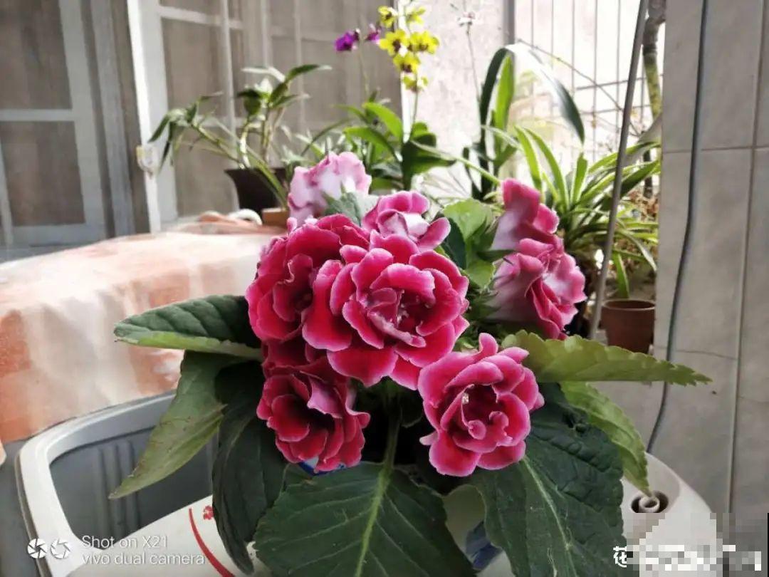 9种耐阴花，适合光照一般家庭，室内养也能开花！