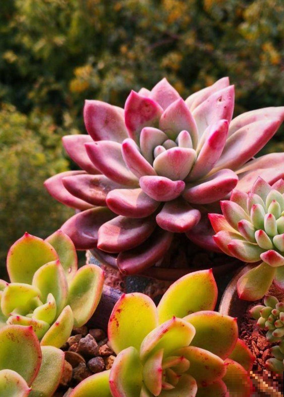 多肉出现4种情况，其实是在求救，要赶紧重视起来！