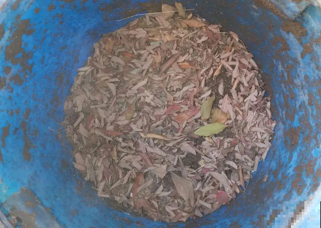 山上松果掉了一地,捡回家一袋子,拿来养花透气性超 山上松果掉了一地,捡回家一袋子,拿来养花透气性超