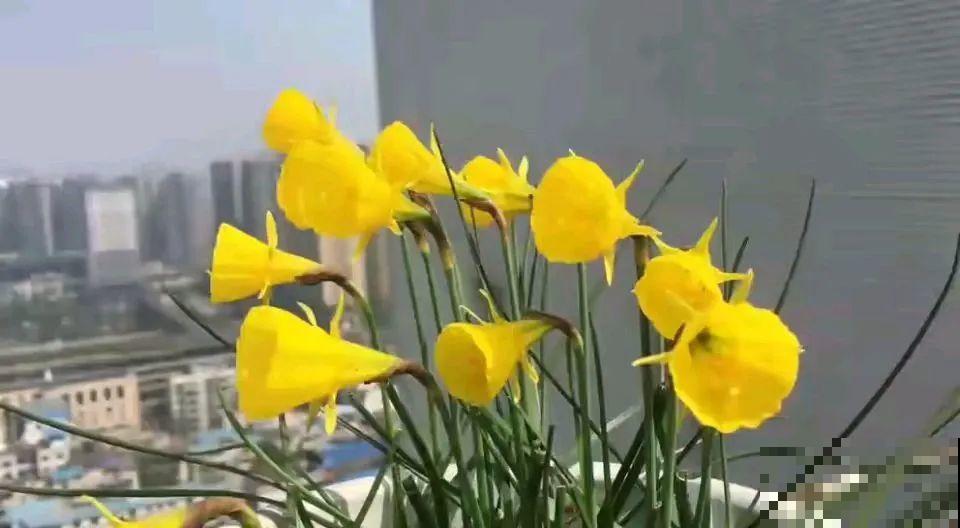 上万块的蟹爪兰，开花像烟花，养过的人不多