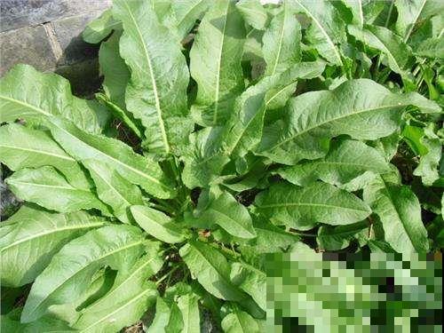 1种野草叫牛舌头，好多人上山排队挖，竟然有大作用