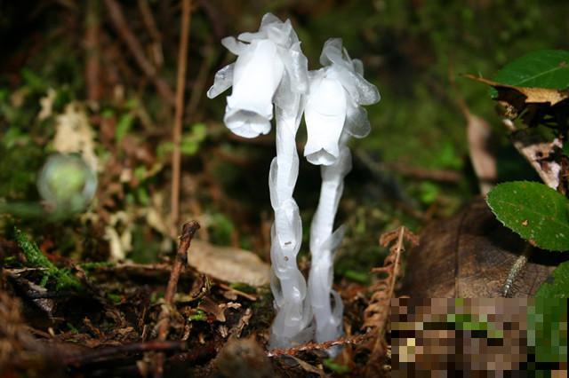 你了解水晶兰吗？它从不进行光合作用，颜值却非常高！
