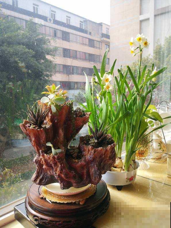 养花记住打开“小机关”，花朵嘭嘭开，爆成花团子