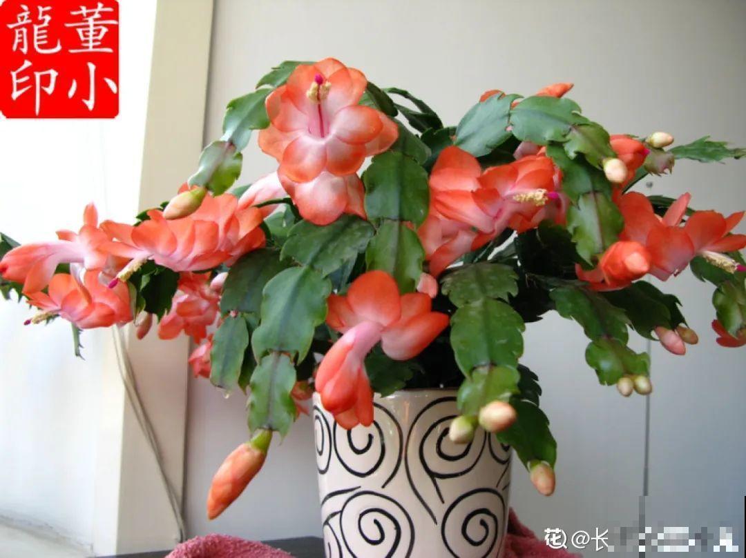 16种高颜值花，冬天耐寒不娇气，新手也能养爆盆