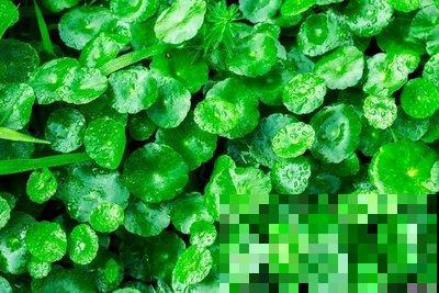 “网红”盆栽镜面草,冬天这样养护,叶子又大又圆! “网红”盆栽镜面草,冬天这样养护,叶子又大又圆!