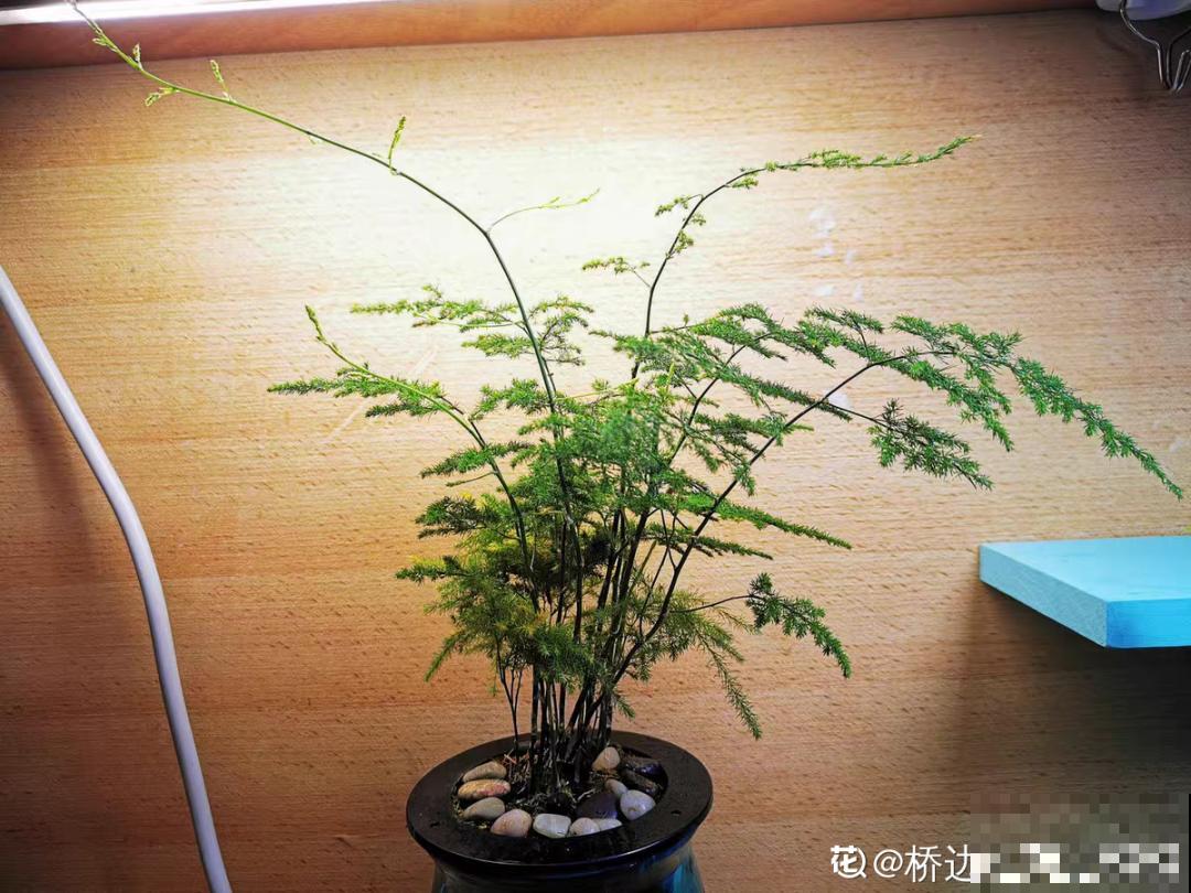 冬天逛花市，花都便宜得像白菜，赶紧买！