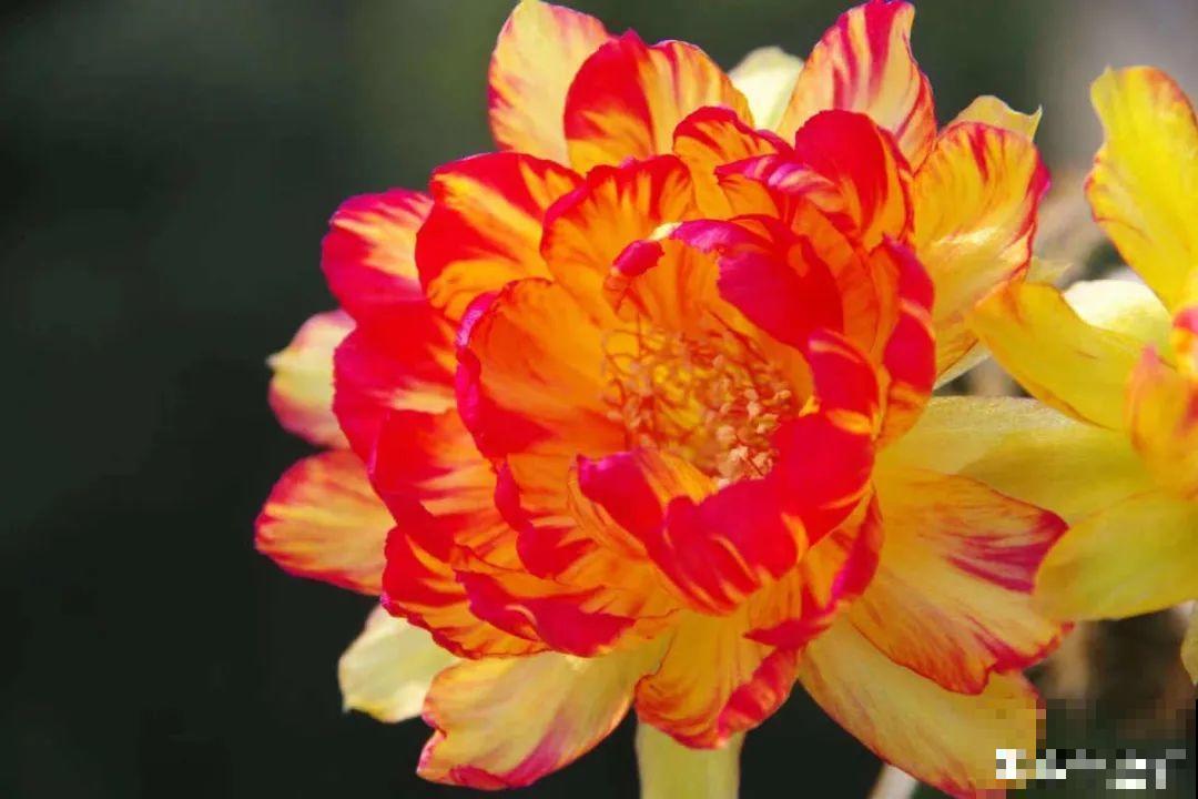 花市10块钱买的花，开花之后身价倍增，真赚了！