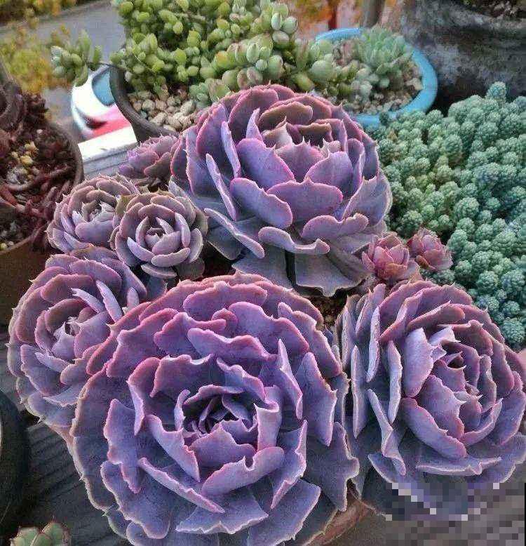 现在这个季节扦插多肉,只要温度合适,反而冬天长更快 现在这个季节扦插多肉,只要温度合适,反而冬天长更快