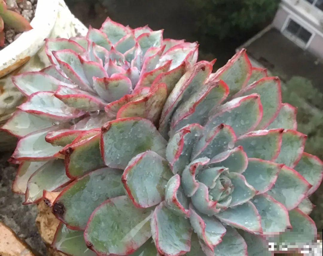 多肉要是养好了，精致得像艺术品，光看就很满足了