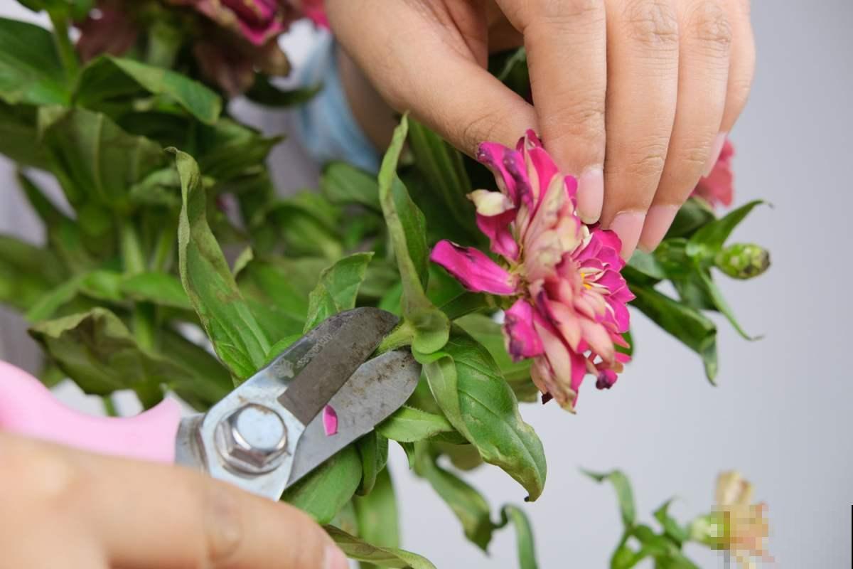 养花的人为什么越来越多，原来有这么多好处，你知道几个？