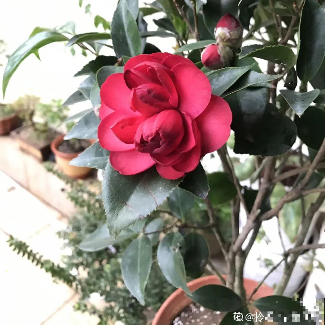 长寿开花变异了，十年都见不到一次，真稀罕