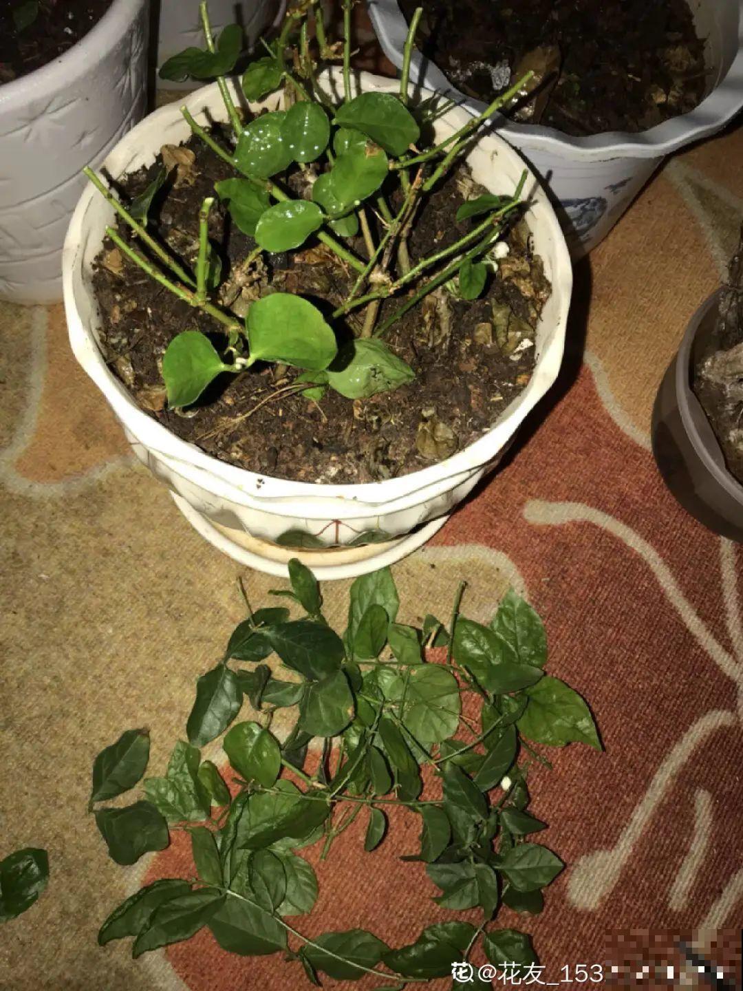 2月养花下狠手，剃光头、撸光叶，越狠越开花！