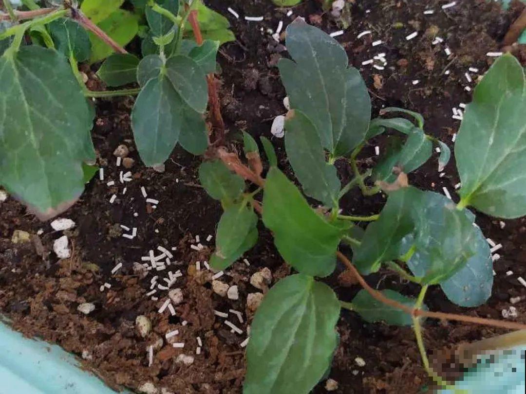 花出现7种情况，必须换盆，否则花活不过春天