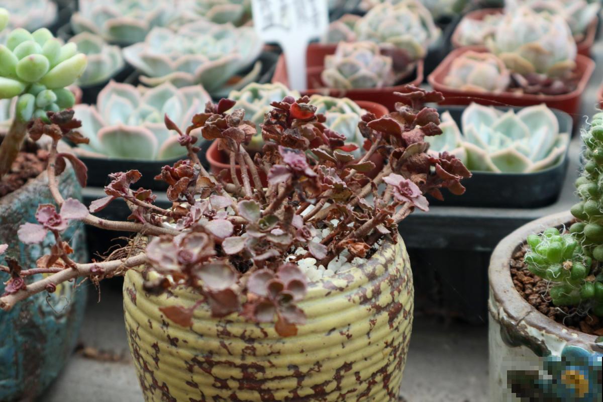 5种超级好养的多肉!肉嘟嘟的超级可爱,新手也能养爆盆! 5种超级好养的多肉!肉嘟嘟的超级可爱,新手也能养爆盆!