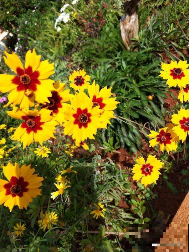 山上的野花是“初春信号”,露出嫩绿的小脑袋,开花一大片 山上的野花是“初春信号”,露出嫩绿的小脑袋,开花一大片