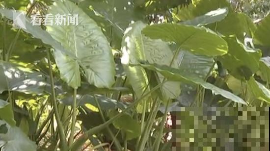 医院铁树结果，却被摘走30颗，园丁师傅吓坏了！