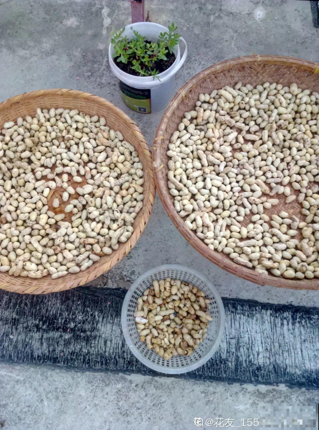 家里的花生壳别丢，拿来养花效果好，根系太旺盛