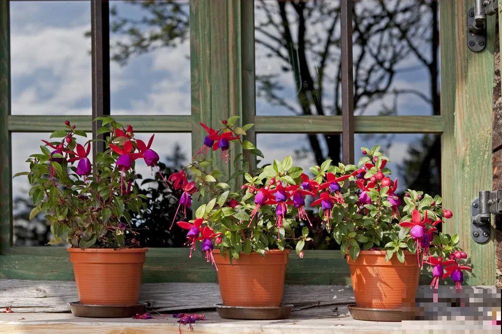 年纪轻轻，养点花种点草，提前过过养老生活