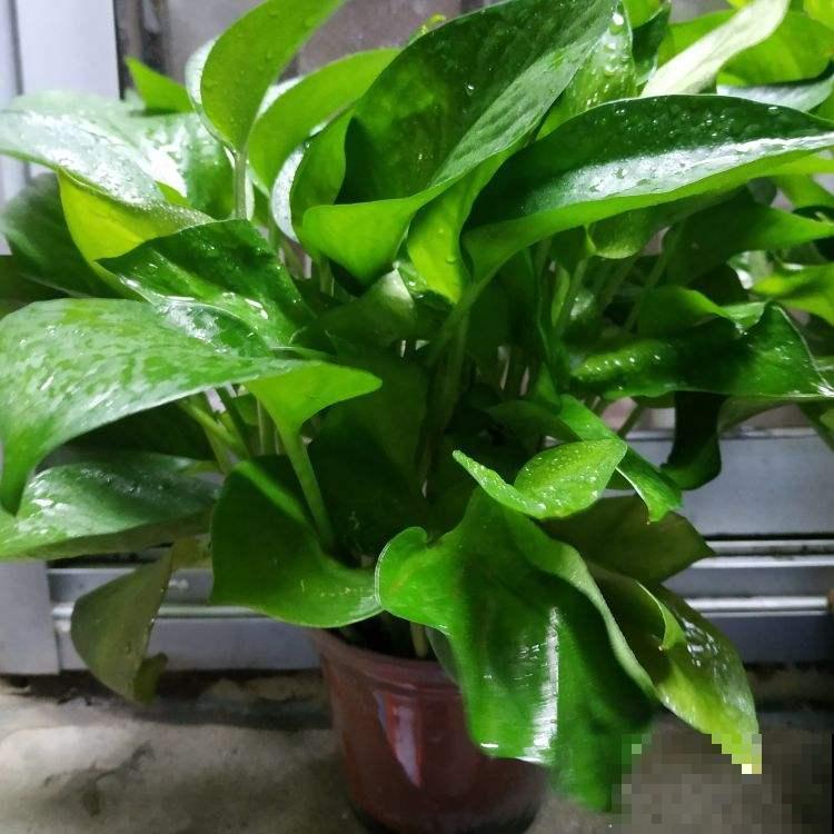 植物叶子也要经常擦，经常擦一擦，有利于光合作用