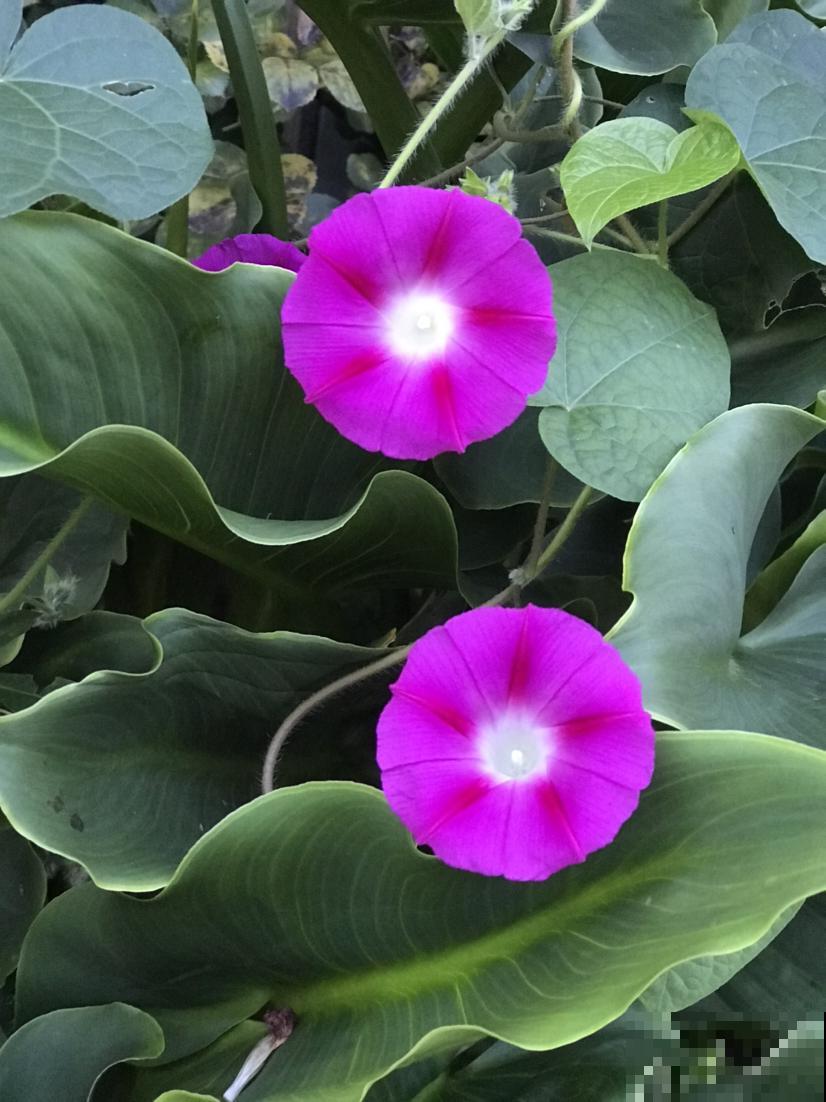 5种小野花,春天养护太美了,随便挖一颗回家吧! 5种小野花,春天养护太美了,随便挖一颗回家吧!