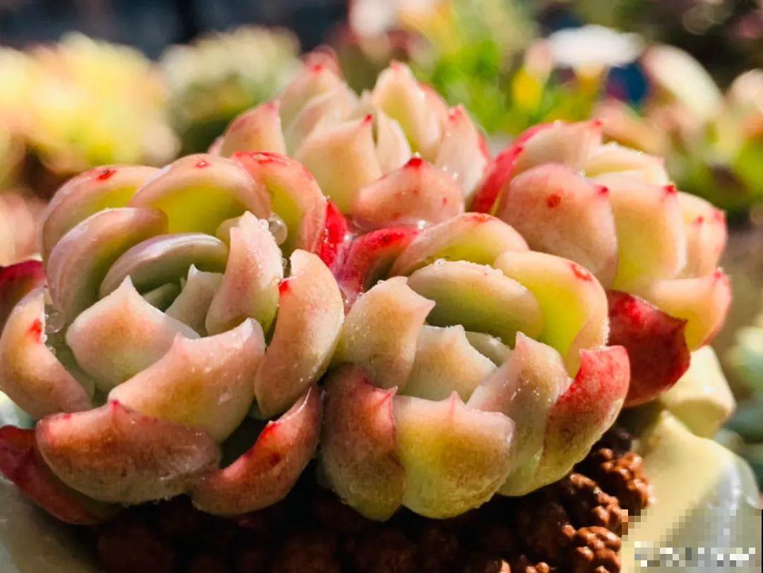 小阳台也能养多肉，一尺一寸，都是繁华！