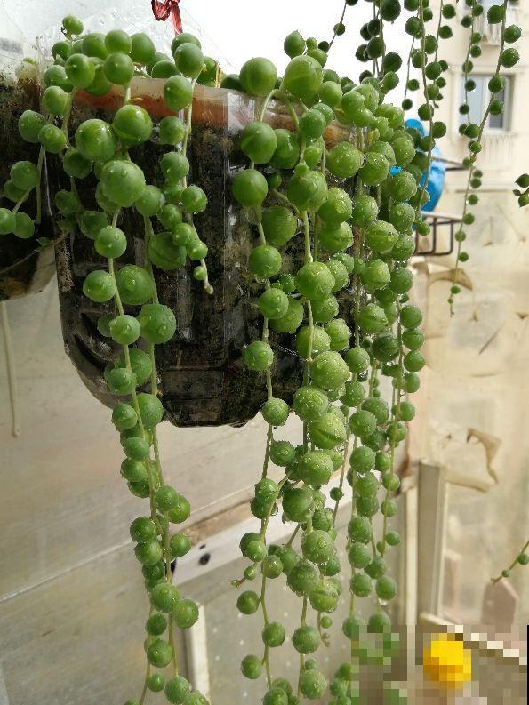 4种吊兰花，春天开花正盛，还有一种能食用