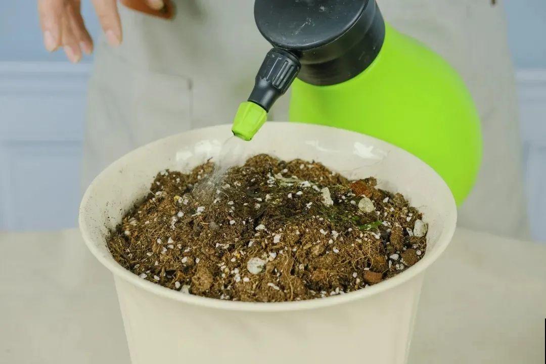 落新妇耐寒又耐阴，颜值高，气质佳，今年最流行！