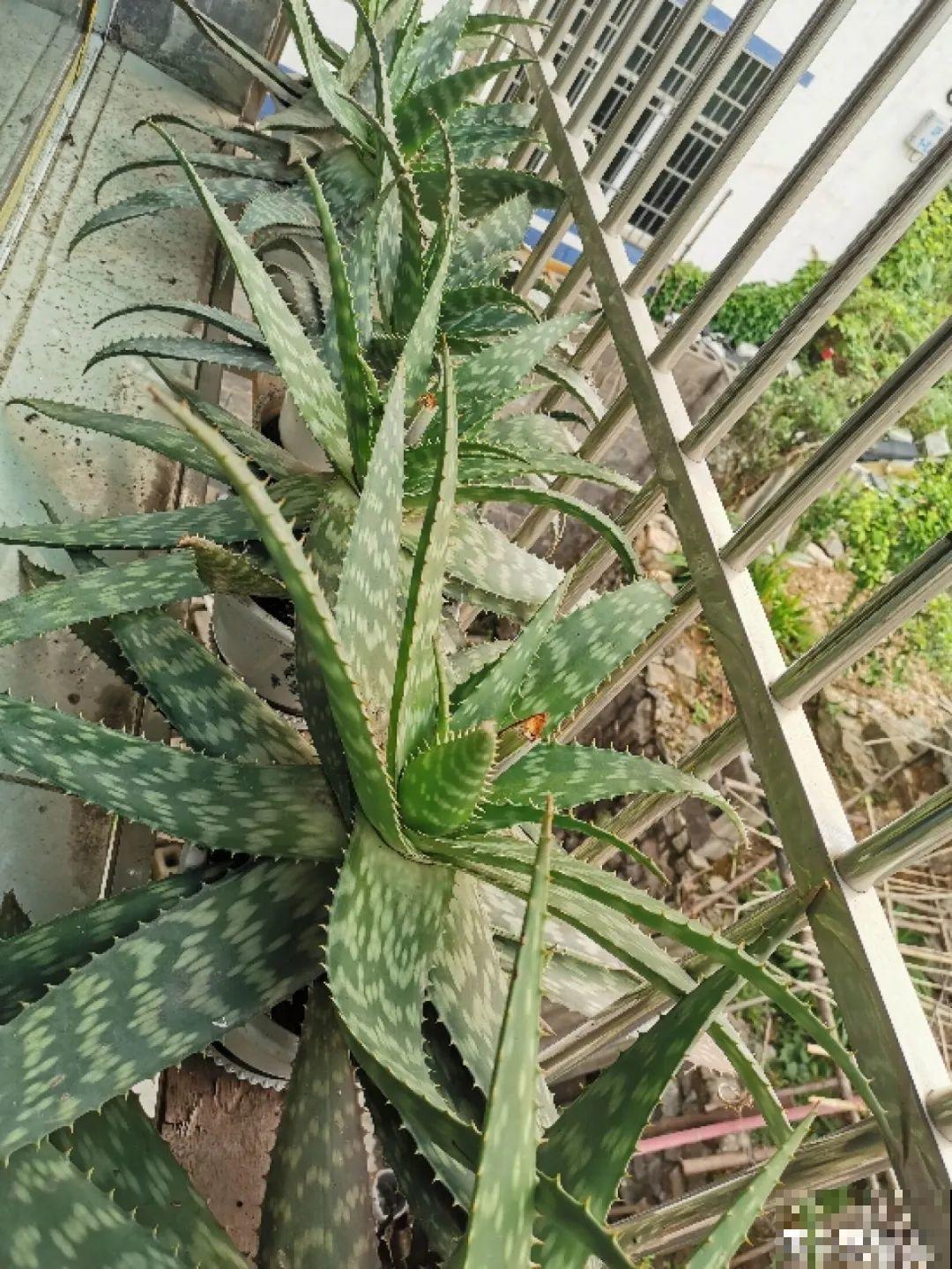 6种花净化空气效果好，放卧室特养人，睡得还香