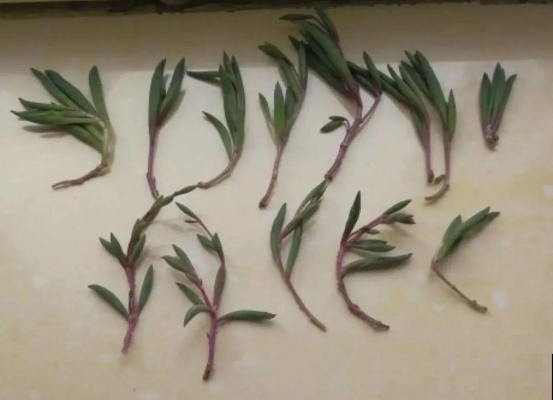 谁说多肉长得慢？养这3种，2个月长成瀑布