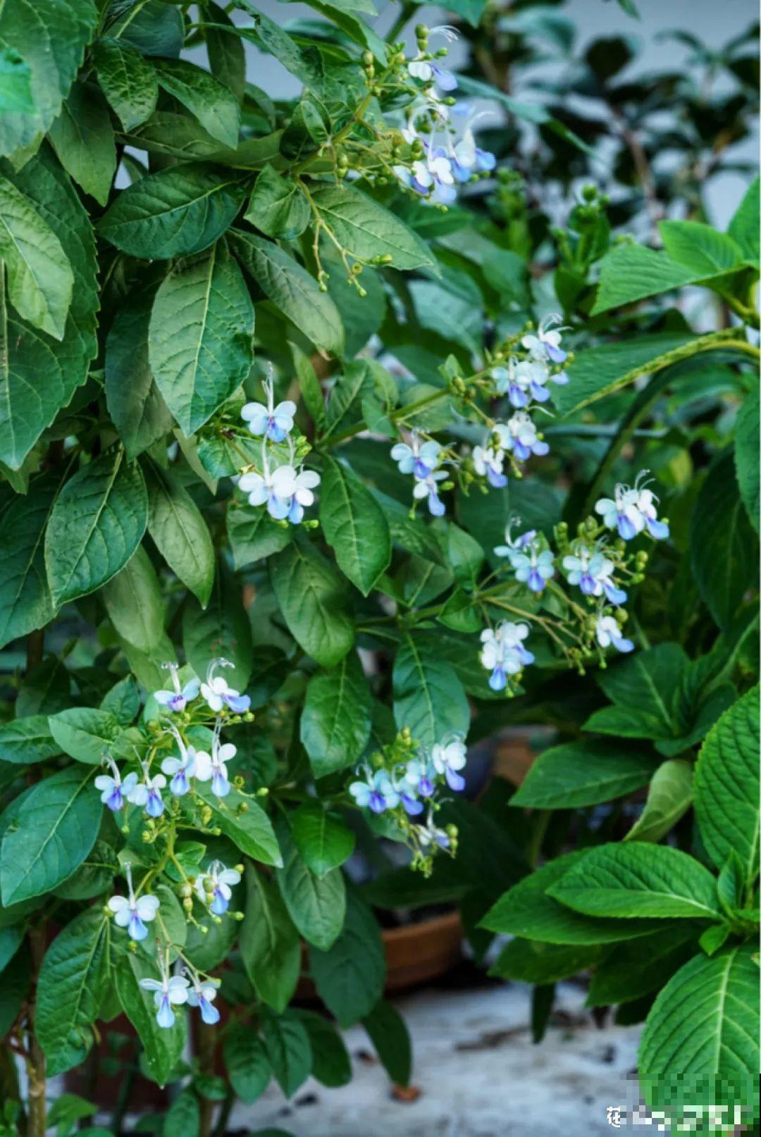 梦想有个院子，养花弄草，过舒心日子！