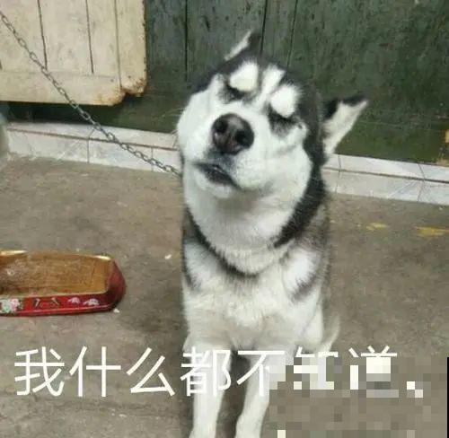 最逗的兰花,开花像人脸,越看越想笑 最逗的兰花,开花像人脸,越看越想笑