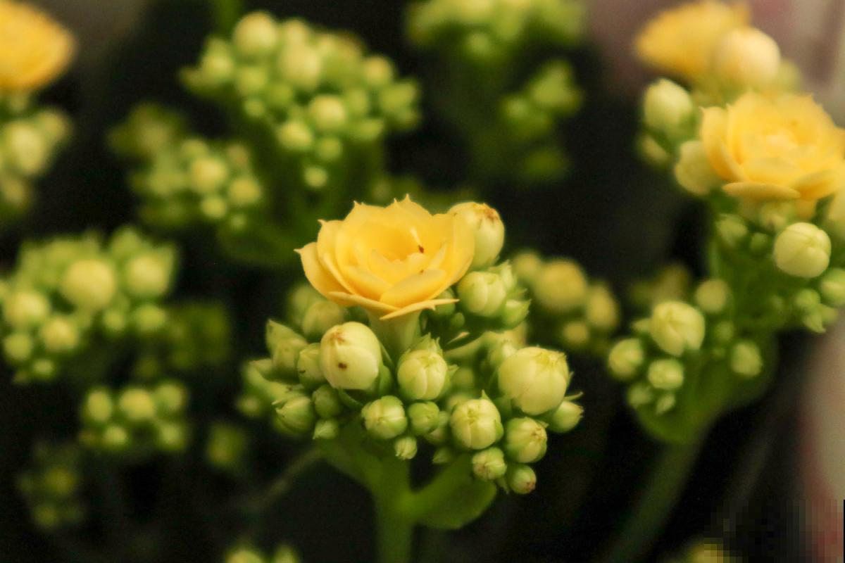 长寿花开花后，做好这5件事，才能真的“长寿”！