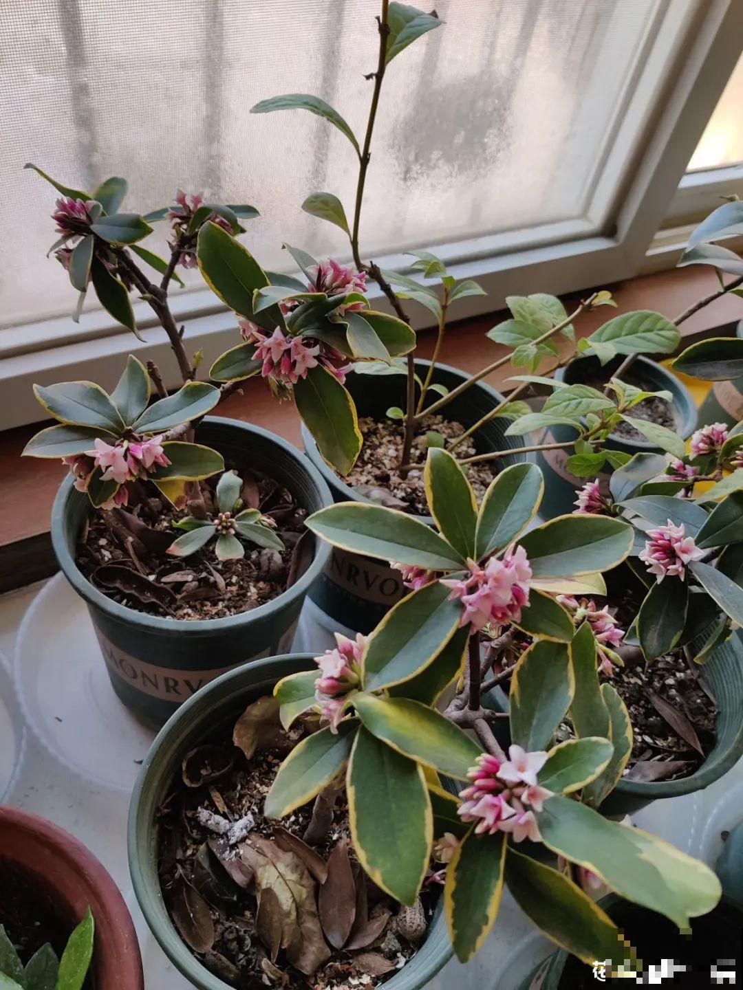 冬天的5种花特香，越冷越开花，像是喷了香水