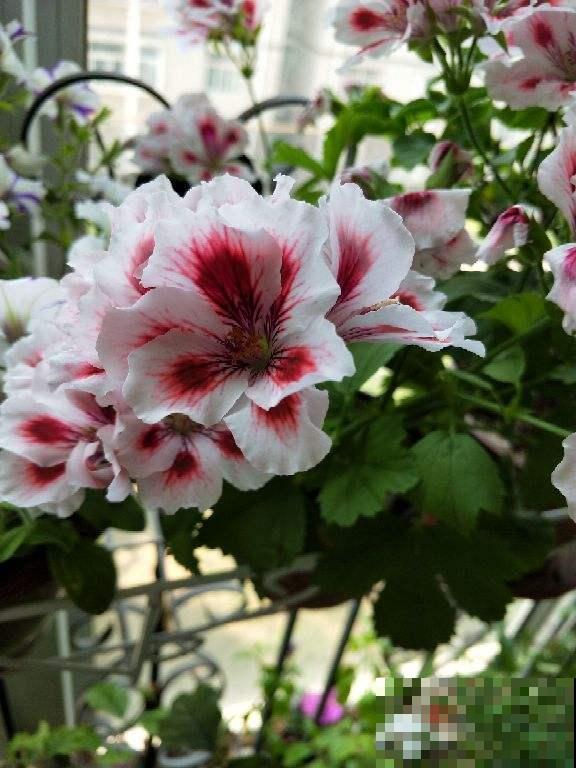 天竺葵开花又多又美，在家养一盆，春天阳台变花园